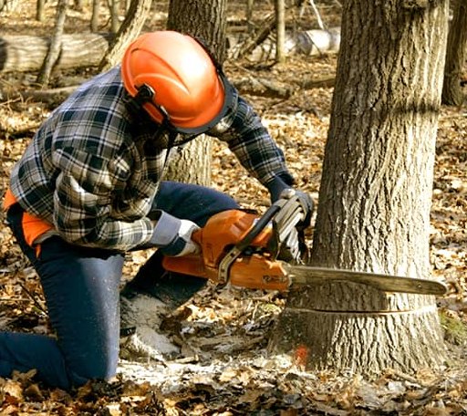 Tree Removal in Felt, OK